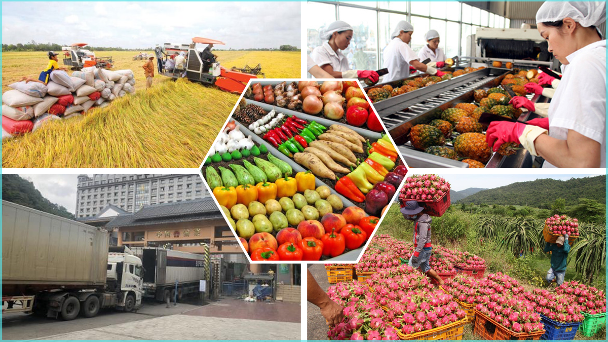 China shows strong demand for Vietnam’s high-quality agricultural products.